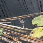 Libelle am Moorsee